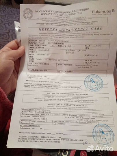 Вязка Кавказская овчарка