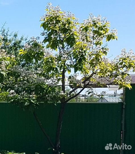 Семена южного дерева Катальпа