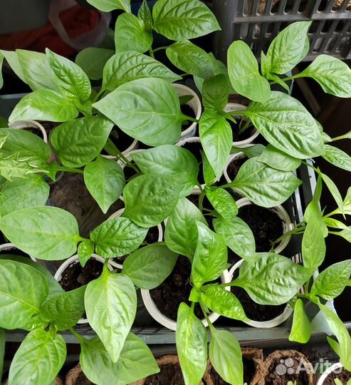 Рассада перца