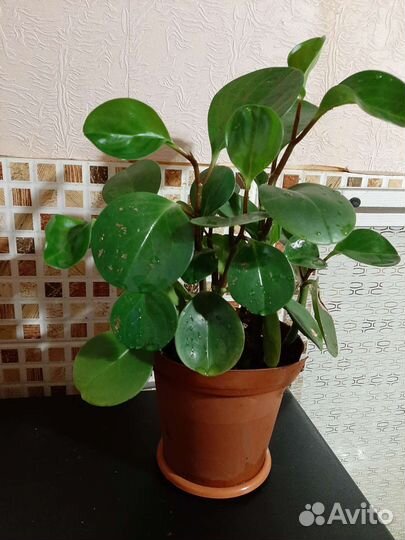 Пеперомия туполистная 7 корней