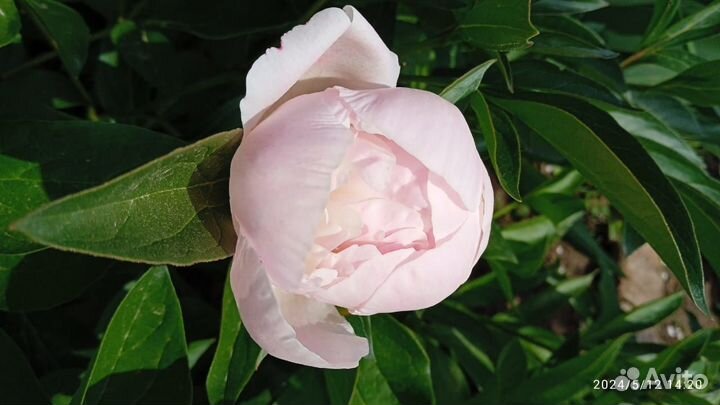 Пионы в бутонах на срез