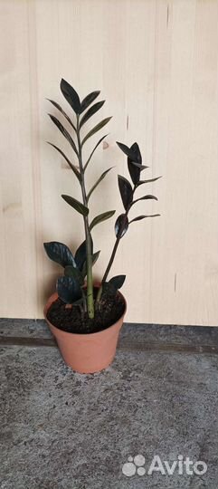 Замиокулькас черный равен