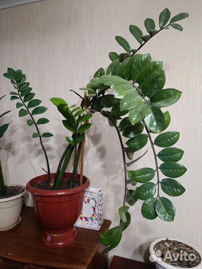 Замиокулькас