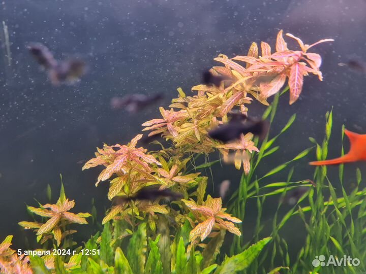 Аквариумные растения