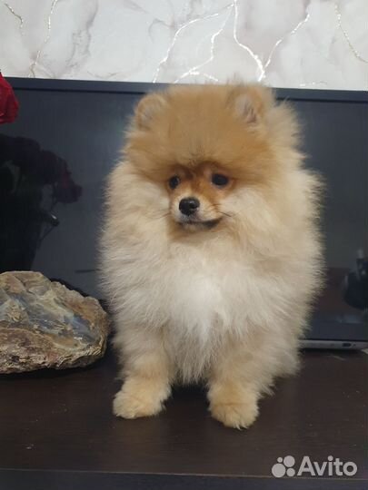 Щенки шпица