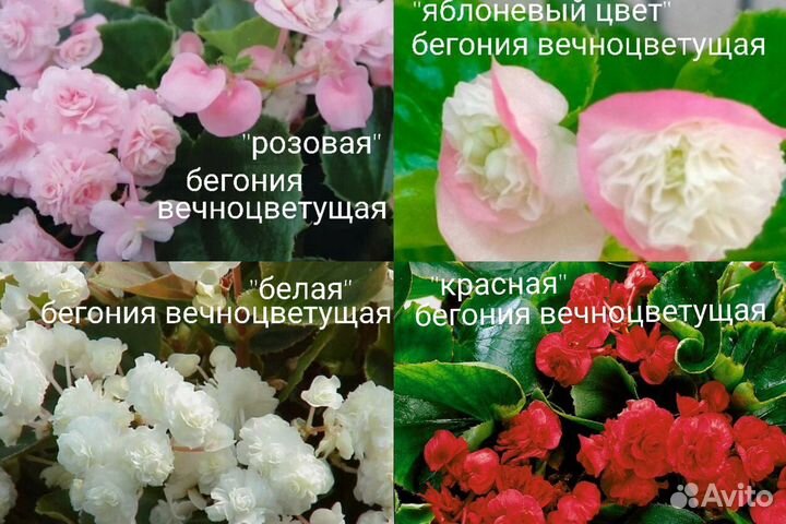 Бегония вечноцветущая, махровая