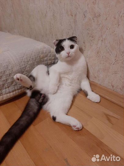 Шотландский кот вязка