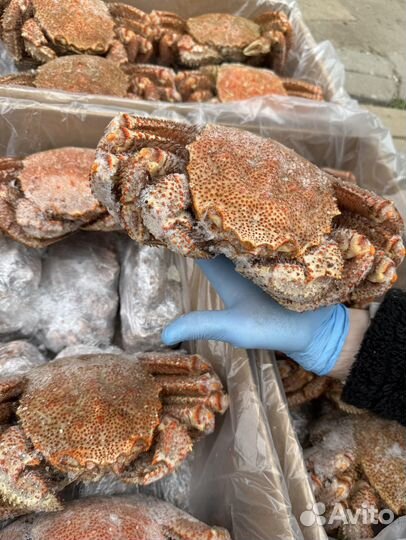 Оптом Краб Волосатик