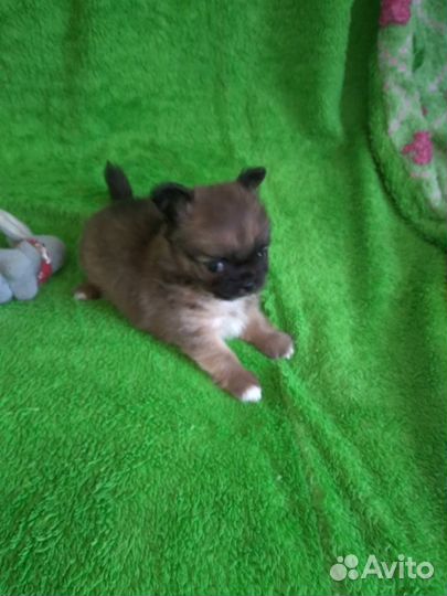 Продам щенка чихуахуа