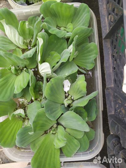 Вариегатный