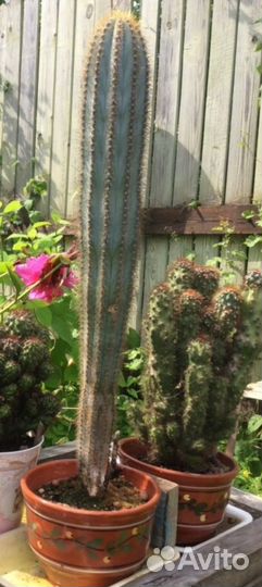 Кактусы- цереус стальной и скалистый
