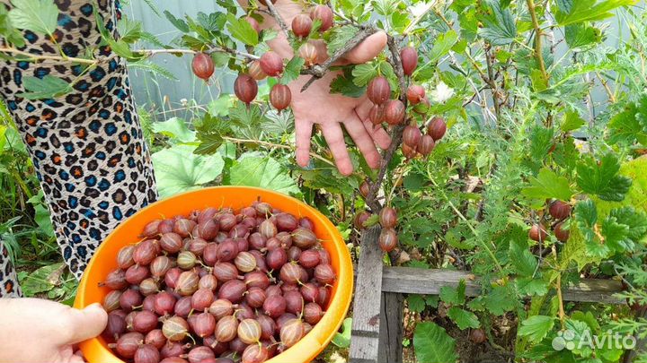 Крыжовник куст