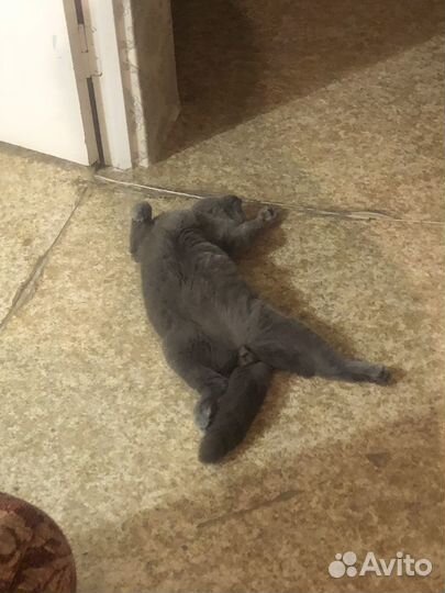 Британская