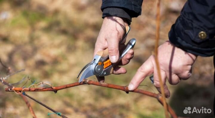 Виноградари на обрезку виноградников