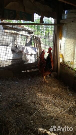 Петушки породестые