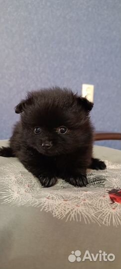 Щенки шпица