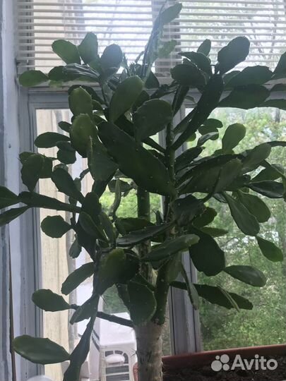 Кактус дерево бразилиопунция