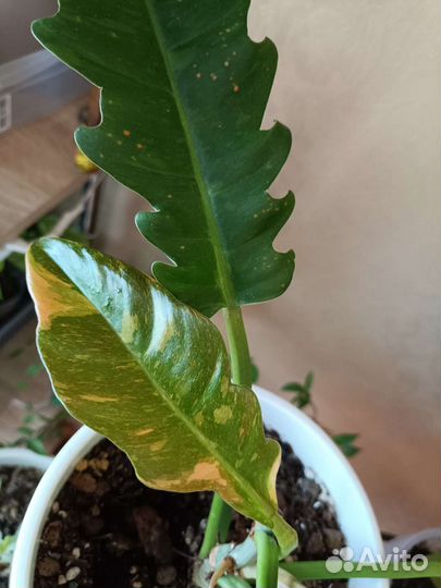 Филодендрон Ринг оф файер