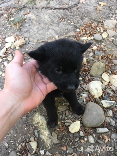 Немецкая овчарка