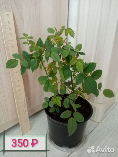 Белая комнатная роза