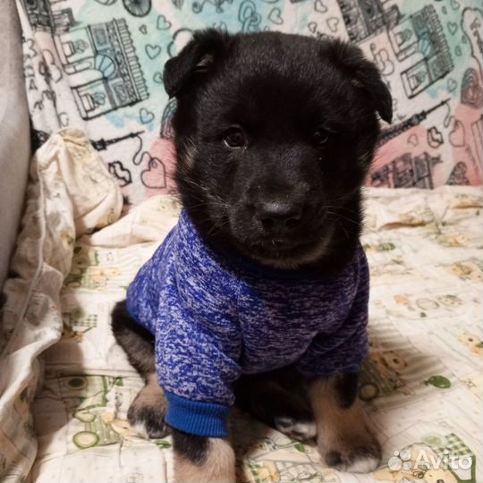 Айрон в дар