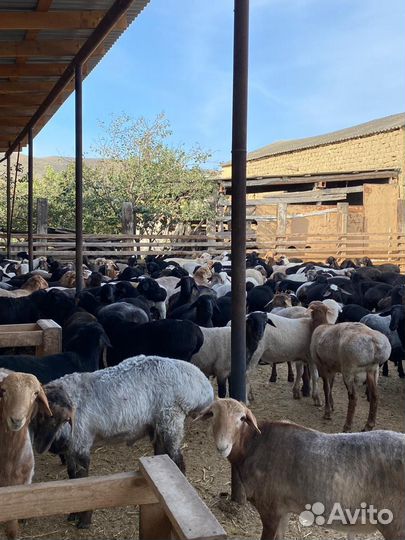 Баранчики ягняты