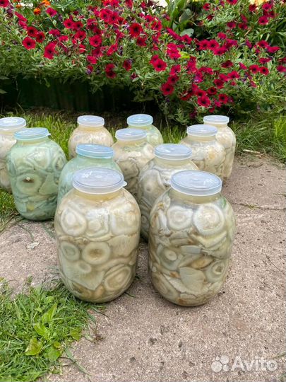 Продам соленые грузди
