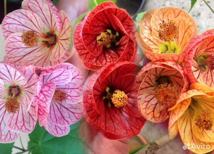 Абутилон семена