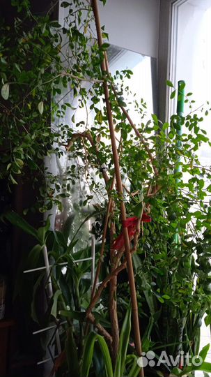 Мурайя взрослая