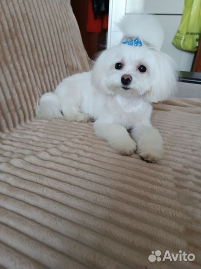 Мальтийская болонка