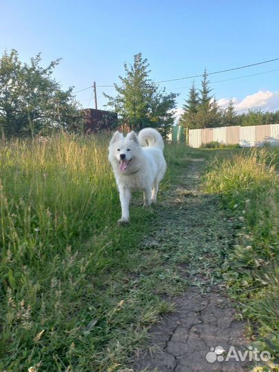 Выгул собак