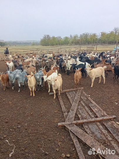 Козы на мясо