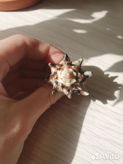 Кольцо из ракушки