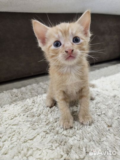 Котенок в добрые руки