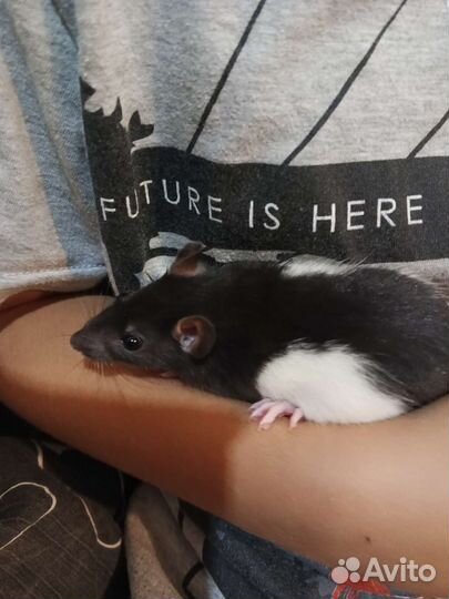 Крыса дамбо