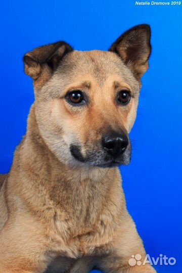 Собака -охранник в добрые руки