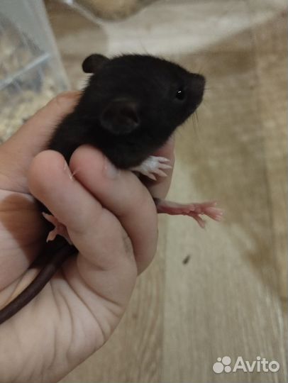 Крыса дамбо