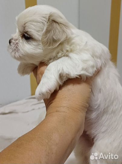 Щенки мальтезе