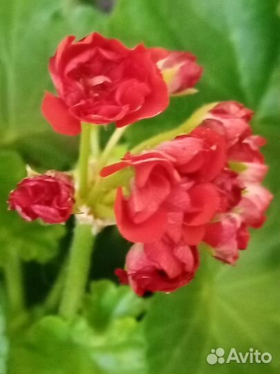 Пеларгония