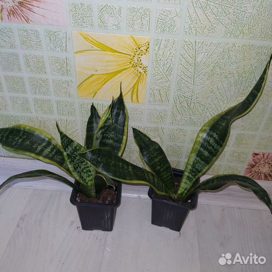 Комнатные растения