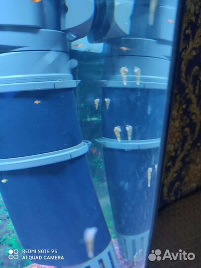 Улитки грунтовые Мелания и сомы