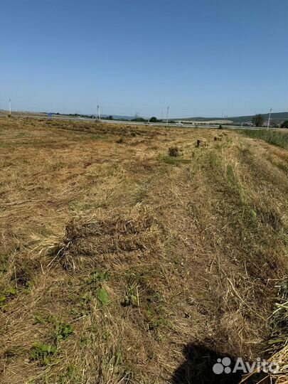 Сено разнотравие