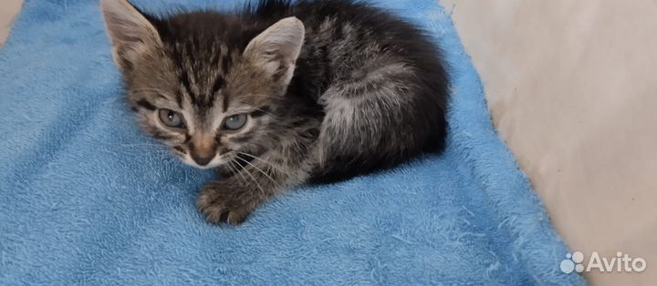Котята ангорята