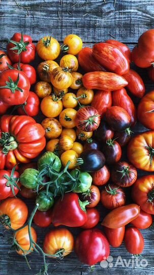 Семена коллекционных сортов томатов