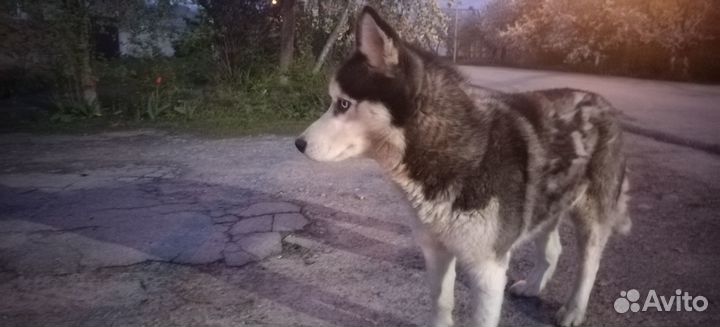 Хаски потерялась