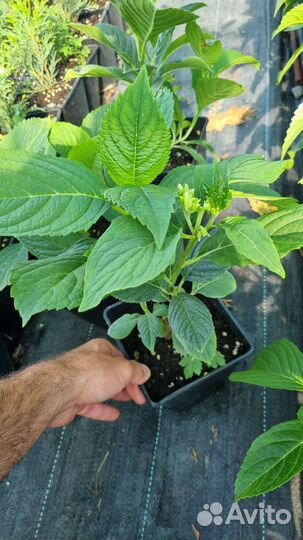 Гортензия крупнолистная бесконечное лето