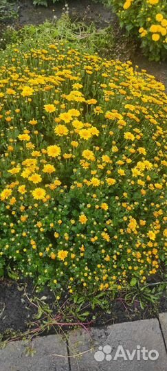 Хризантемы мультифлора куст