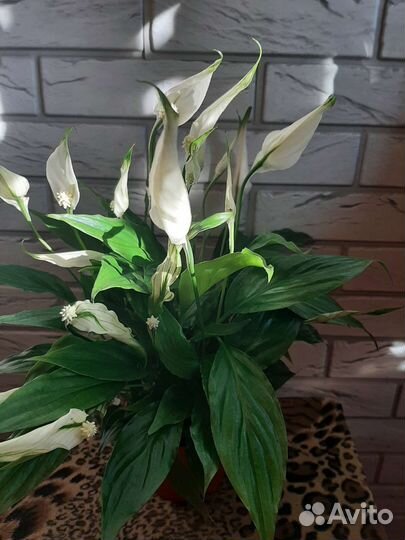 Спатифиллум Шопен