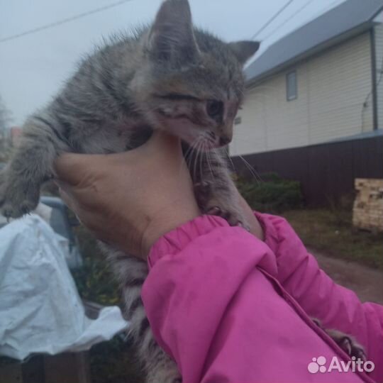 Котята