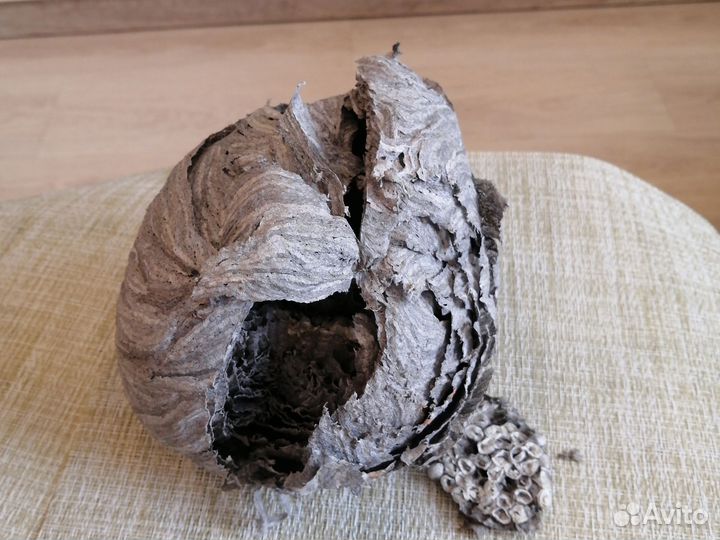 Гнездо осиное природный материал